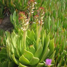 A photo of Dudleya brittonii
