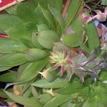 A photo of Dudleya brittonii