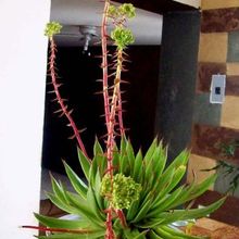 A photo of Dudleya ingens