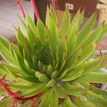 A photo of Dudleya ingens