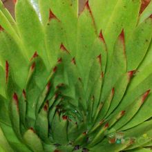 A photo of Dudleya ingens