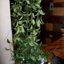 A photo of Hoya lacunosa