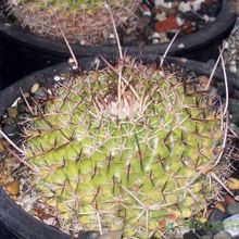 Una foto de Mammillaria compressa ssp centralifera