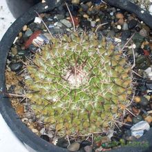 Una foto de Mammillaria compressa ssp centralifera