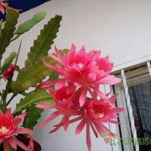 A photo of Epiphyllum cv. pink padre