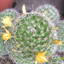 Una foto de Mammillaria beneckei