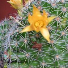 Una foto de Mammillaria beneckei