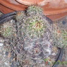 A photo of Echinopsis haematantha