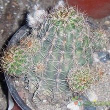 A photo of Echinopsis haematantha