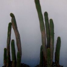 Una foto de Echinopsis spachiana