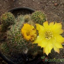 A photo of Echinopsis haematantha