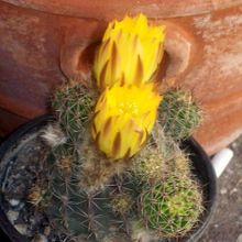 A photo of Echinopsis haematantha