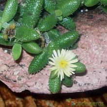 A photo of Delosperma echinatum