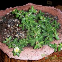 A photo of Delosperma echinatum