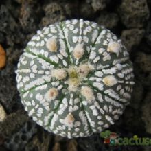 Una foto de Astrophytum asterias cv. superkabuto