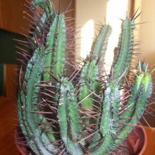 Una foto de Euphorbia ferox