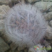 A photo of Oreocereus trollii