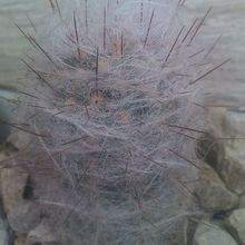 A photo of Oreocereus trollii