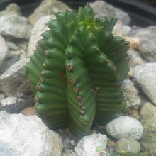 Una foto de Euphorbia anoplia