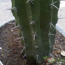 A photo of Myrtillocactus schenckii fma. crestada