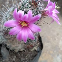 Una foto de Mammillaria sheldonii