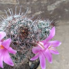 Una foto de Mammillaria sheldonii