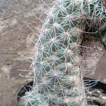 Una foto de Mammillaria sheldonii