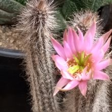 A photo of Echinocereus schmollii