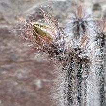 A photo of Echinocereus schmollii