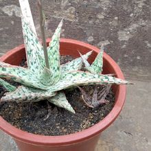 Una foto de Aloe cv. pink blush