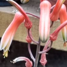 Una foto de Aloe cv. pink blush