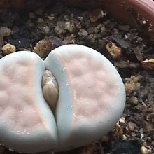 Una foto de Lithops karasmontana ssp. karasmontana