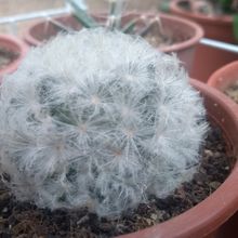 A photo of Mammillaria plumosa