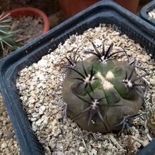 A photo of Copiapoa echinoides