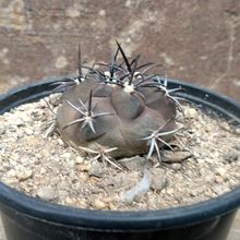 A photo of Copiapoa echinoides
