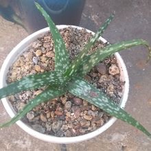 Foto de un cactus que se está identificando actualmente
