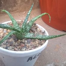 Foto de un cactus que se está identificando actualmente