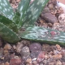 Foto de un cactus que se está identificando actualmente