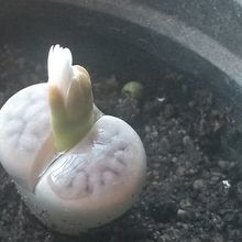 Una foto de Lithops karasmontana ssp. karasmontana