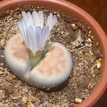 Una foto de Lithops karasmontana ssp. karasmontana