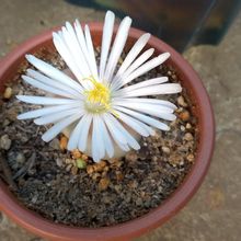 Una foto de Lithops karasmontana ssp. karasmontana