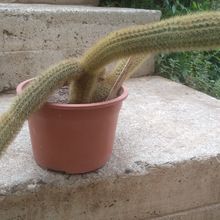 Una foto de Cleistocactus winteri