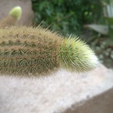 Una foto de Cleistocactus winteri