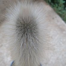 Una foto de Cleistocactus straussii