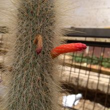 Una foto de Cleistocactus straussii