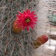 Una foto de Cleistocactus straussii