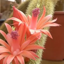 Una foto de Cleistocactus winteri