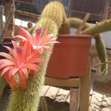 Una foto de Cleistocactus winteri