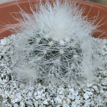 Una foto de Copiapoa krainziana