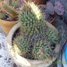 Una foto de Coryphantha georgii